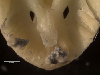 Media type: image;   Herpetology R-26732